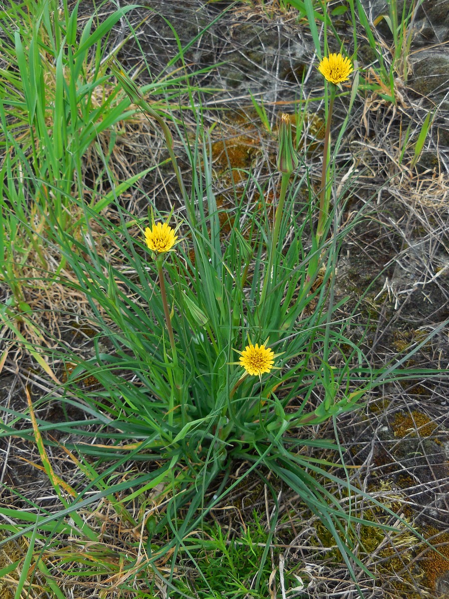 tragopogon-pratensis-goat-s-beard